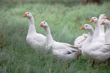 Naklejka na ściany i meble Domestic Geese in the grass