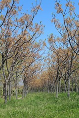 Fototapeta premium Trees and forest