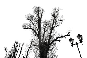 Tree Silhouette Isolated on White
