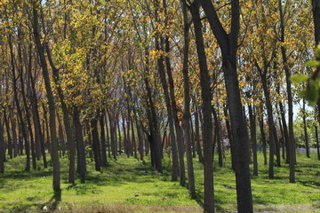 Fototapeta premium Forest view