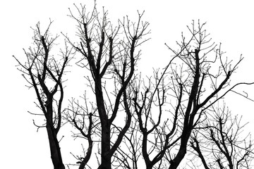 Tree Silhouette Isolated on White