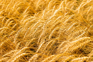 field of wheat