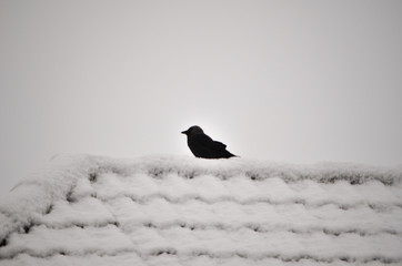 Crow on a snowy roof