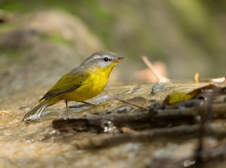 Grey Hooded warbler