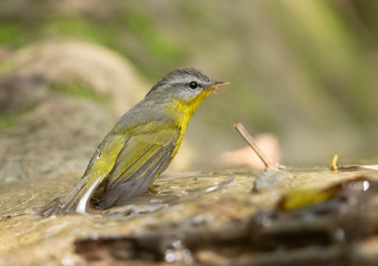 Grey Hooded warbler
