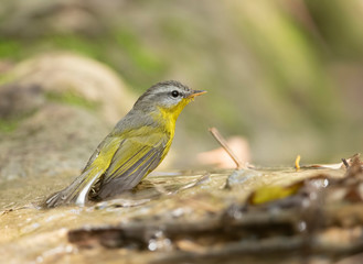 Fototapeta premium Grey Hooded warbler