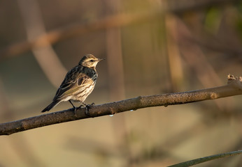 tree pipit  in forest at Sunrise 