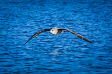 Seagull by the ocean