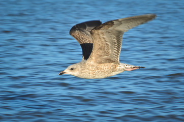 Seagull by the ocean