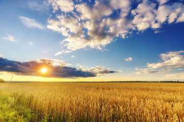 Fototapeta premium Sunset above the wheat field in european countryside
