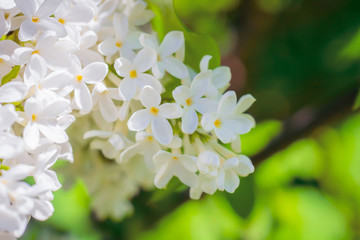 Branch of blossoming white lilac on a sunny day
