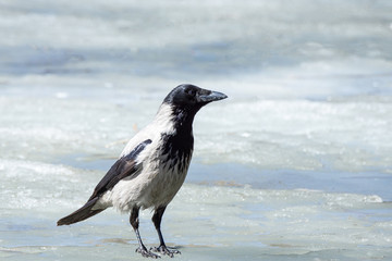 The crow on the ice