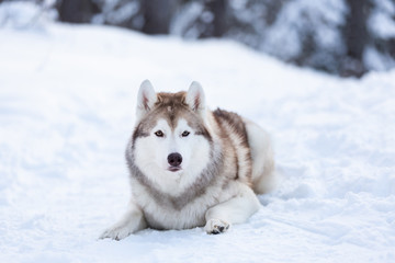 Beautiful, happy and free Siberian Husky dog lying on the snow path in the winter forest at sunset.