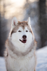 Beautiful, happy and free Siberian Husky dog sitting on the snow path in the winter forest at sunset.