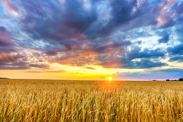 Sunset above the wheat field in european countryside