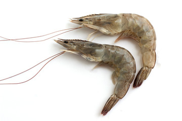 fresh shrimp isolated on white background