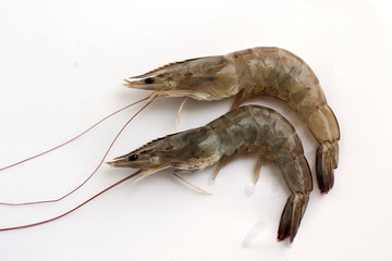 fresh shrimp isolated on white background