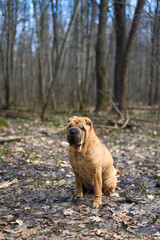 Shar Pei on the background of nature. close up. cute red dog
