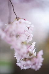 Kirschblüten