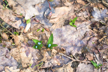 blue snowdrops , close-up. the first spring flowers in the forest in March. background photo .