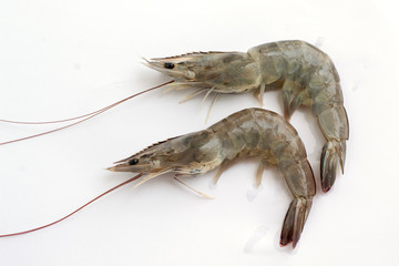 fresh shrimp isolated on white background