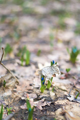 blue snowdrops , close-up. spring flowers in the forest in March. background photo