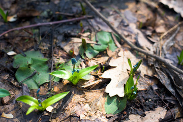 blue snowdrops , close-up. spring flowers in the forest in March. background photo