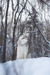 Beautiful and free siberian Husky dog standing on the hill in the fairy winter forest