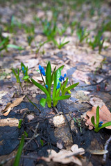 blue snowdrops , close-up. spring flowers in the forest in March. background photo