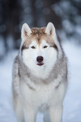 Gorgeous, beautiful and free Siberian Husky dog stansing on the snow path in the winter forest at sunset.