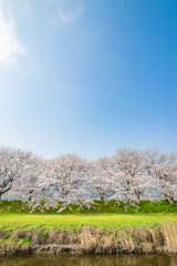 流川の桜並木と太陽 Row of cherry blossom trees and solar 福岡県うきは市