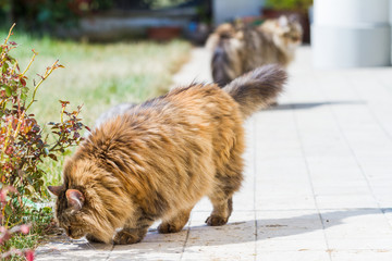 Obraz premium Adorable siberian cat with long hair outdoor in a sunny day