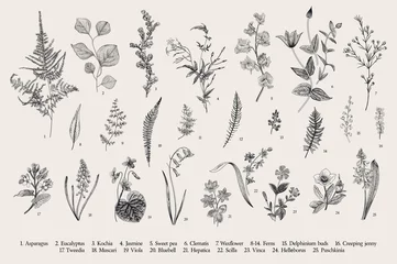 Fotobehang Lentebloemen en varens. Set. Vintage botanische vectorillustratie. Zwart en wit © OlgaKorneeva