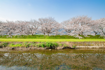 Fototapeta na wymiar 水面に映る流川の桜並木 Reflected on the surface of the water cherry trees福岡県うきは市