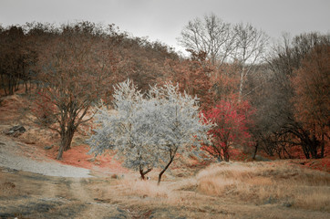 Autumn colors in the forest