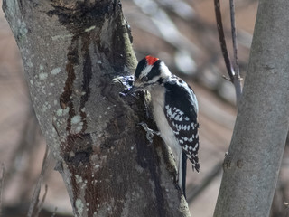 Woodpecker on Tree