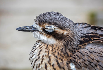 Bush stone-curlew's head. Latin name - Burhinus grallarius	