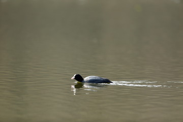 Blässhuhn beim schwimmen