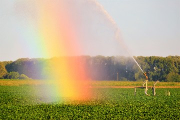 Regenbogen