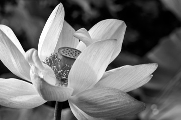 Flowers blooming in lotus ponds in urban parks, black and white and monochrome