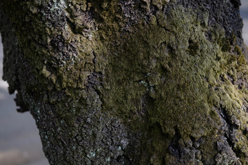 Mossy wood skin