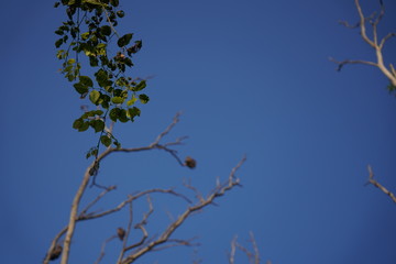 Leaves