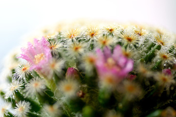 macro cactus flower