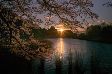 名古屋城、桜、