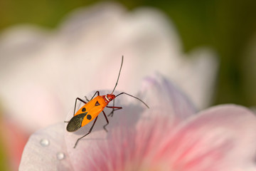 bug on flower