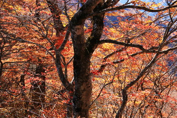 東北　飯豊山山頂への道　秋　目に染む紅葉