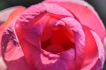 Lotus flowers in the lotus pond of the city park, beautiful lotus leaves, close-up shots.