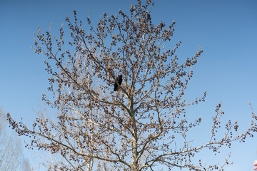 Rabenkrähen im Baum gegen blauem Himmel