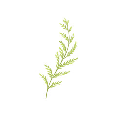 Fototapeta premium Young tree branch with foliage on white background.