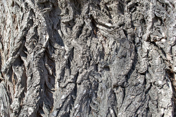 old tree bark